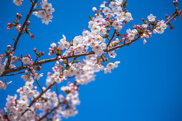桜の花　春のイメージ