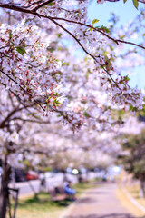 桜の花　春のイメージ