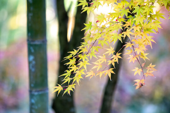 紅葉　秋の和風イメージ