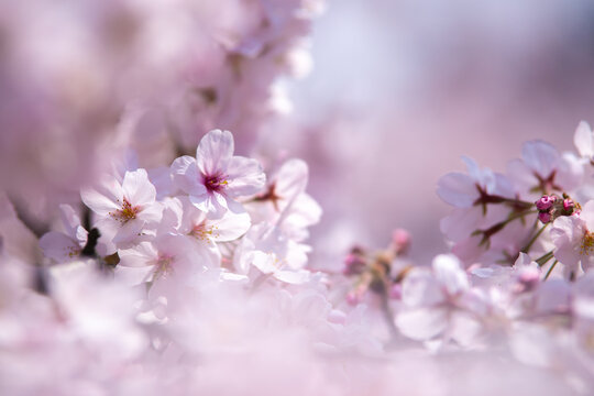 桜の花 春のイメージ © TOMO