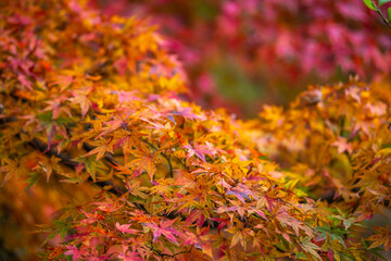 紅葉　秋の和風イメージ