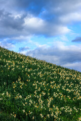 水仙の花　初春イメージ