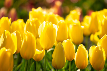 チューリップの花　春のイメージ