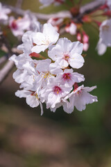 桜の花　春のイメージ