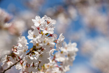 桜の花　春のイメージ