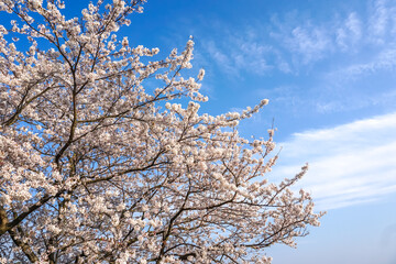桜の花　春のイメージ