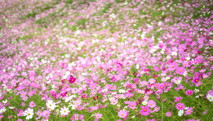 コスモス畑　秋のイメージ