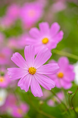 Obraz premium コスモス畑 秋のイメージ