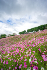 コスモスの花　秋のイメージ