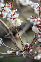 梅の花　初春イメージ
