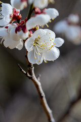 梅の花　初春イメージ