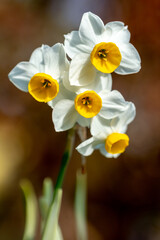 水仙の花　初春イメージ