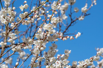 梅の花　初春イメージ