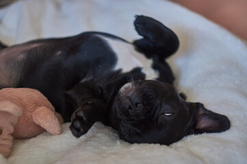 French bulldog lies on a pillow and plays with a toy pig. Cute black dog.