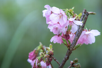 桜の花　春のイメージ