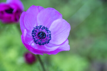 アネモネの花　春のイメージ