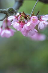桜の花　春のイメージ