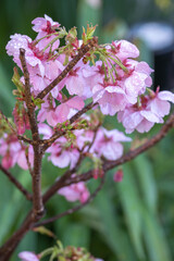 Fototapeta premium 桜の花 春のイメージ