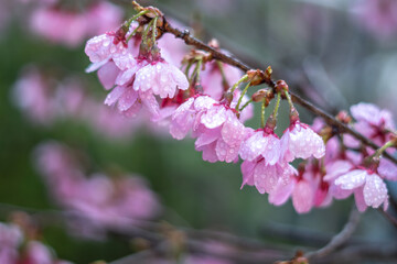 桜の花　春のイメージ