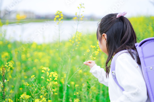登校中にお花畑で遊ぶ小さな女の子 Wall Mural Wallpaper Murals Maroke