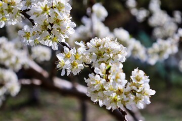 blooming cherry tree