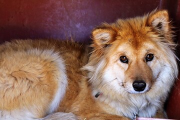 portrait of a dog