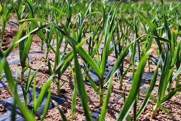 grass in the field