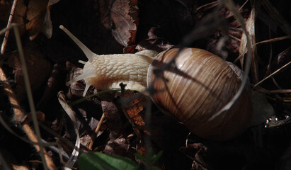 A snail is crawling on the grass against a blurred natural background. Close-up. Selective focus with copy space.