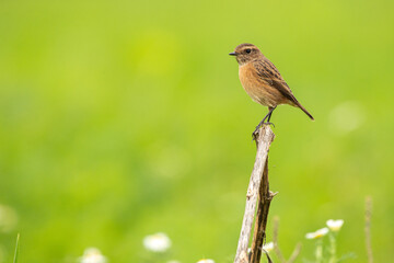 European Stonechat (Saxicola rubicola) female bird