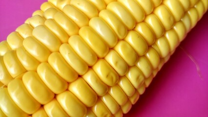 Zea mays corn, a healthy yellow vegetable like grain for cooking or as an industrial raw material
