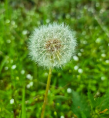 Close up of white dandelion and seeds on green blurred background