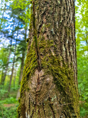 Tree trunk with moss in a green forest. Palatinate Forest, Rhineland-Palatinate. Tranquil scene.