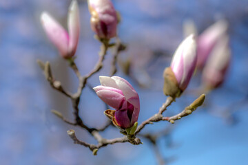 Magnolia blossom. Beautiful spring flowers. Bright colors of May.