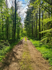 Footpath through green forest with oaks. Palatinate Forest, Rhineland-Palatinate. Tranquil scene.