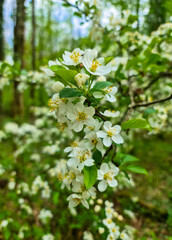 Blooming blackthorn branches in the forest 