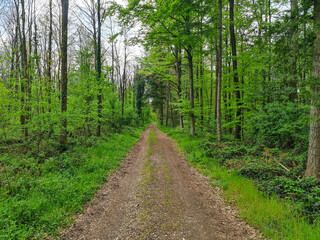 Fototapeta na wymiar Footpath through green forest with oaks. Palatinate Forest, Rhineland-Palatinate. Tranquil scene.