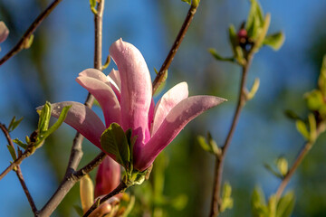 Magnolia blossom. Beautiful spring flowers. Bright colors of May.