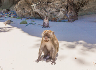Naklejka premium The monkeys living in Phi Phi Island do not have food to eat.