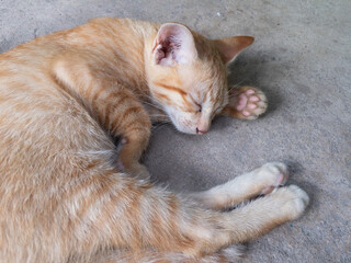 cat sleeping on the floor