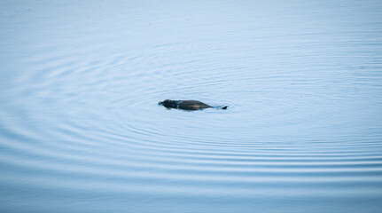 Obraz premium cormorant take a dive under the water to catch a fish,