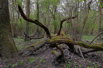 bemooster toter Baum
