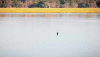 Small duck swimming alone in a lake.