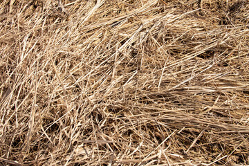 natural texture from last year's withered grass left over from winter
