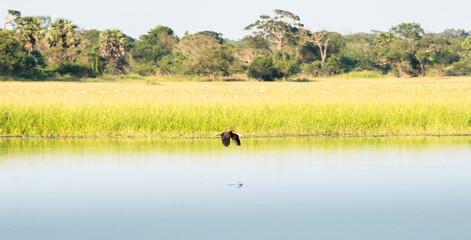 Lesser whistling duck flying close to the calm water surface of the Pusiyankulama reservoir.