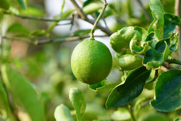 Fresh green lemon in the lemon garden