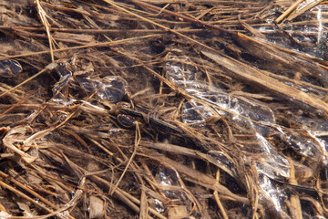 natural background last year's dry grass under the crust of ice