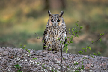 A portrait of a long-eared owl, asio otus, also known as the northern long-eared owl, the lesser...