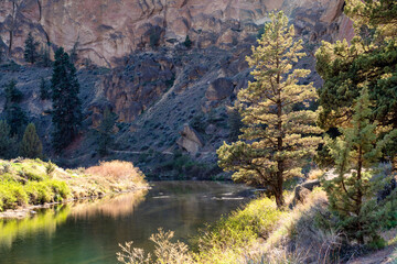 Fototapeta na wymiar A pine tree along the Crooked River in Smith Rock State Park