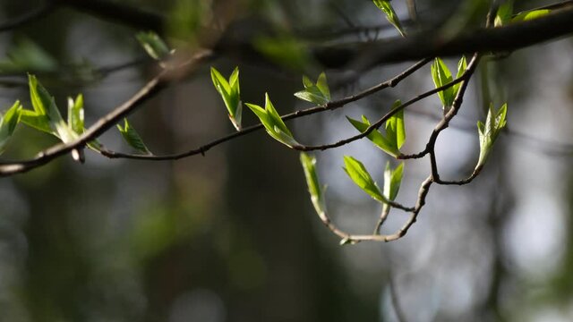 Young leaves on a tree branch in early spring