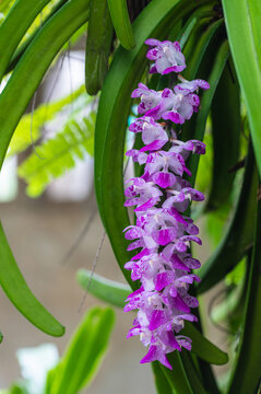 Aerides multiflora Roxb, beautiful natural  orchid in the forest.